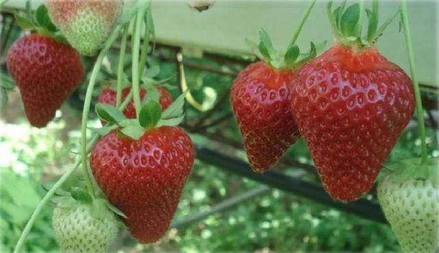 Late strawberries: the best varieties