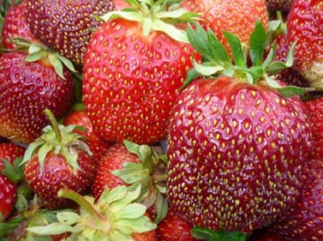 Late strawberries: the best varieties