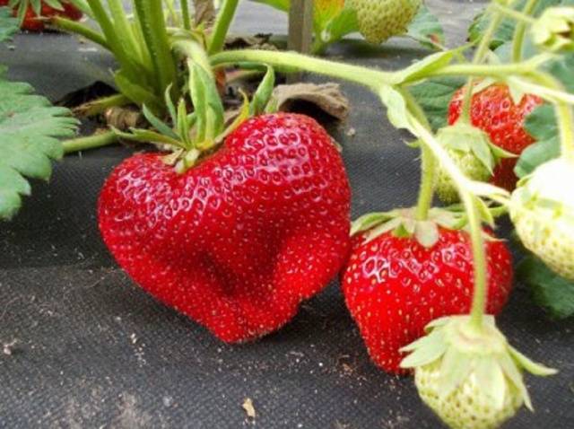 Late strawberries: the best varieties