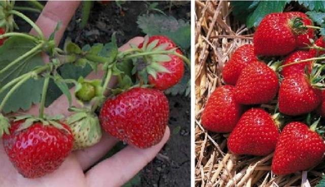 Late strawberries: the best varieties