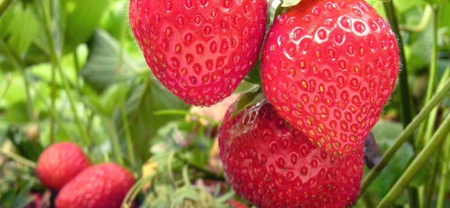 Late strawberries: the best varieties