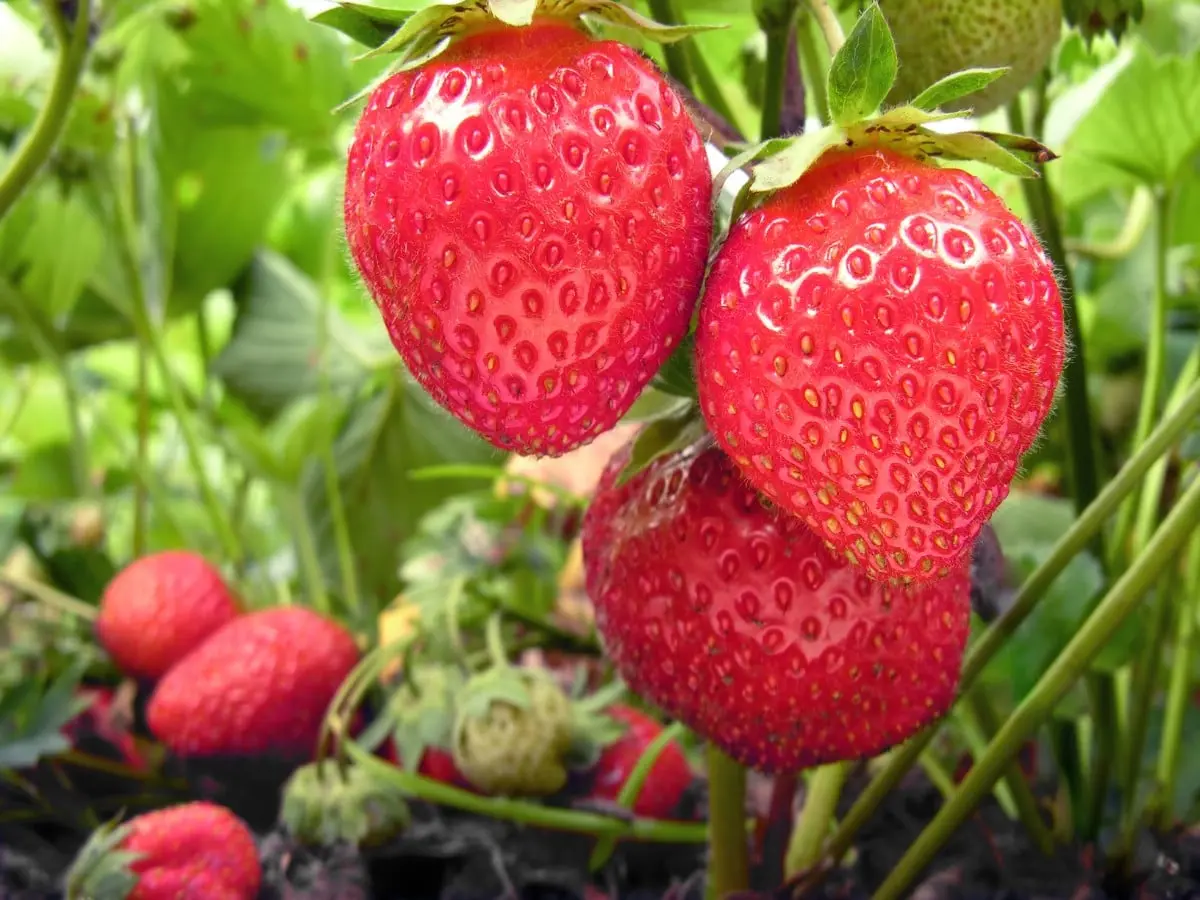 Late strawberries: the best varieties
