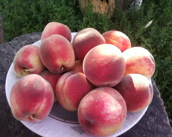 Late varieties of peach