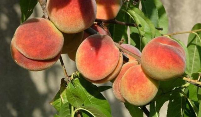 Late varieties of peach