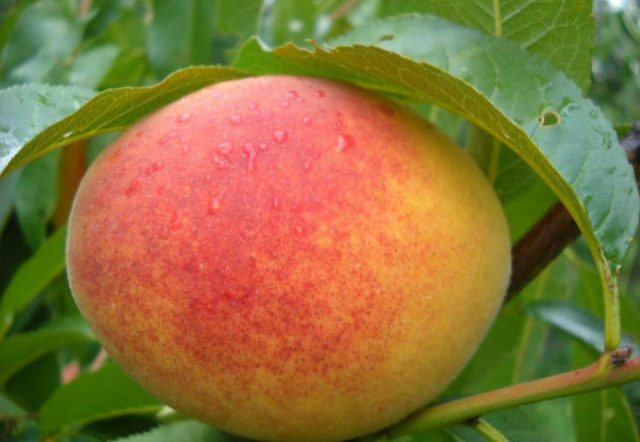 Late varieties of peach