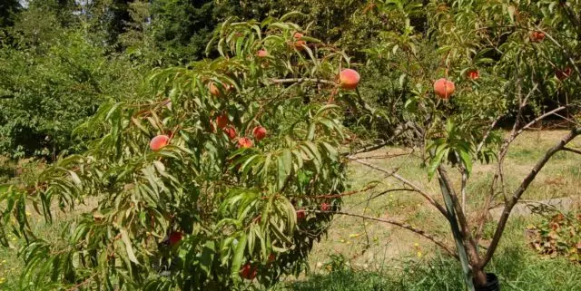 Late varieties of peach