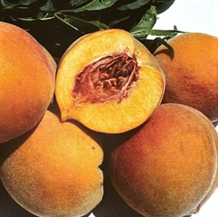 Late varieties of peach