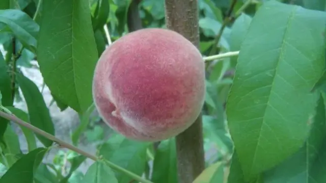 Late varieties of peach