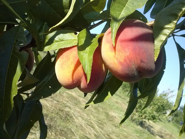 Late varieties of peach