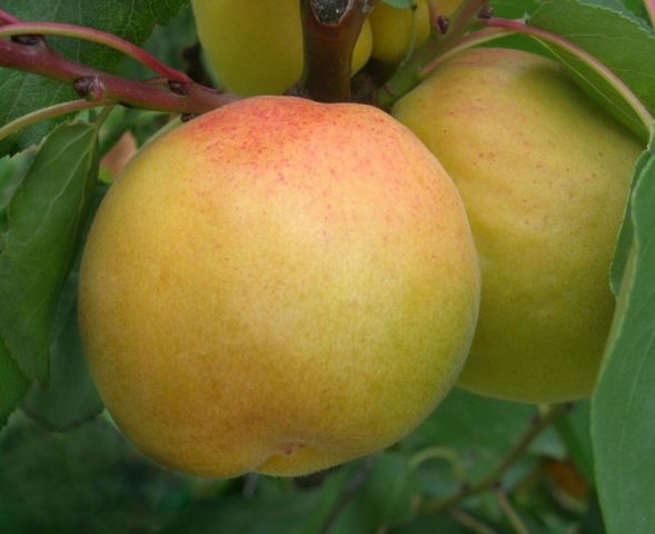 Late varieties of peach