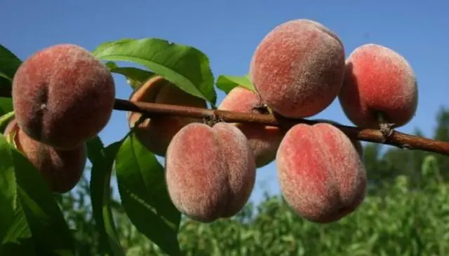 Late varieties of peach