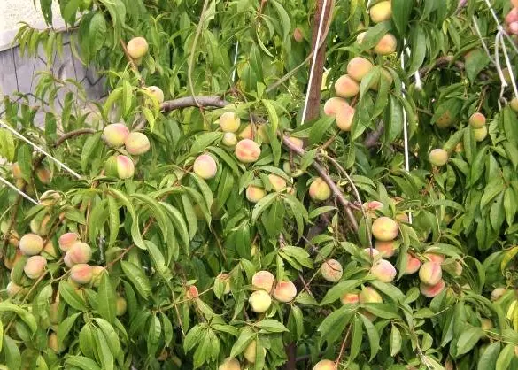 Late varieties of peach