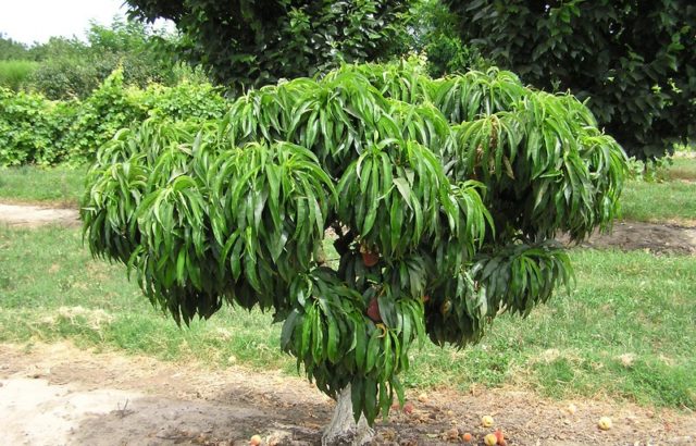 Late varieties of peach