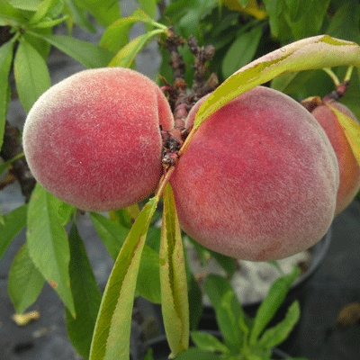 Late varieties of peach