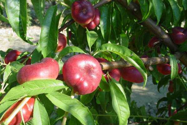 Late varieties of peach