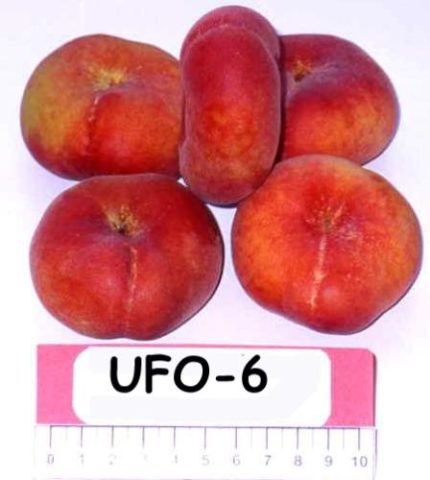 Late varieties of peach