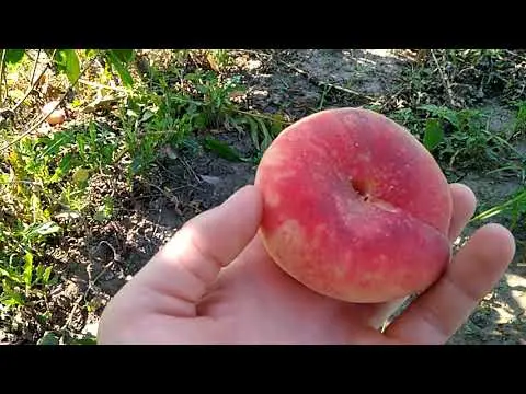 Late varieties of peach