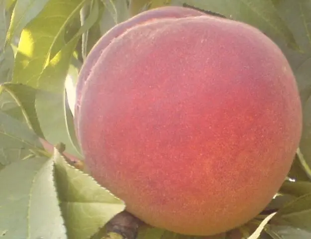 Late varieties of peach