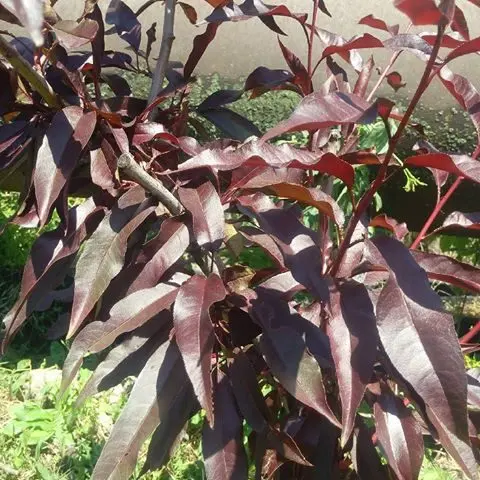 Late varieties of peach