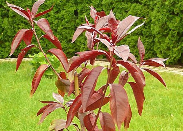 Late varieties of peach