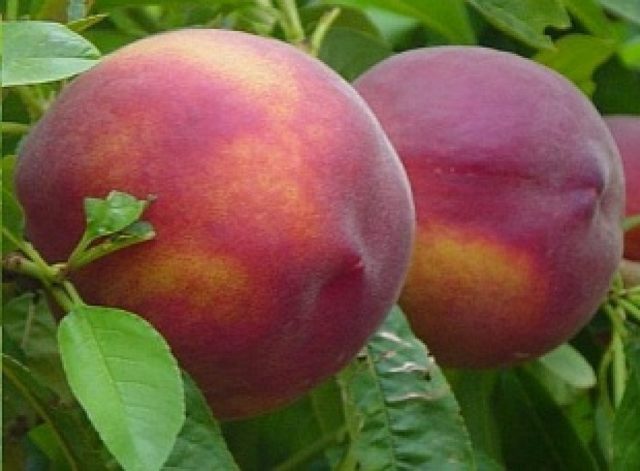 Late varieties of peach