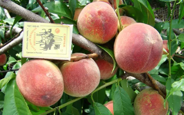 Late varieties of peach