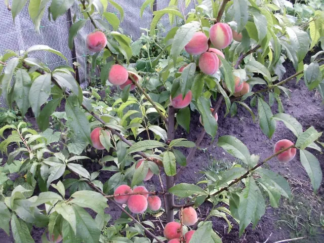 Late varieties of peach