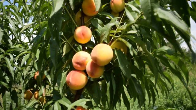 Late varieties of peach