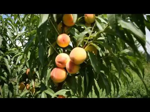 Late varieties of peach