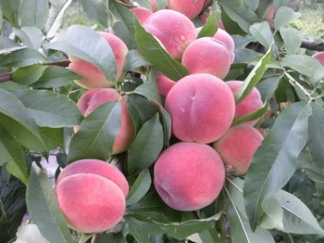 Late varieties of peach