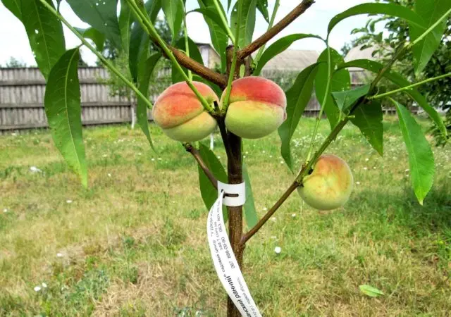 Late varieties of peach