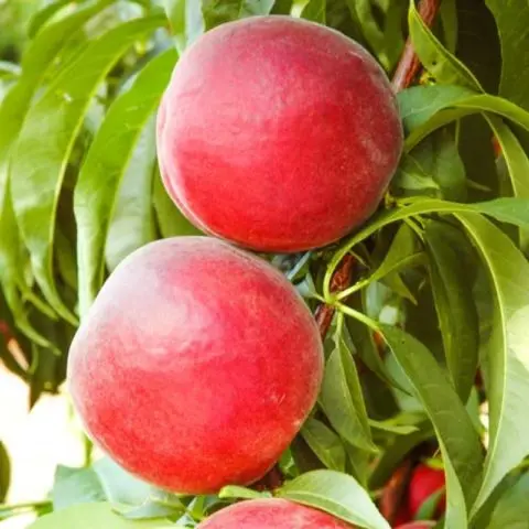 Late varieties of peach