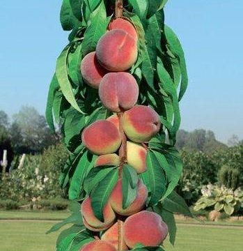 Late varieties of peach