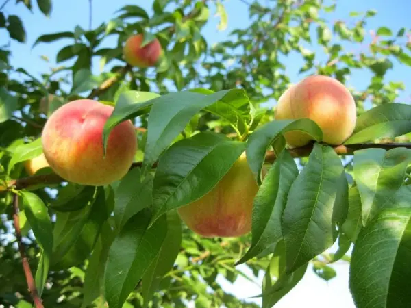 Late varieties of peach