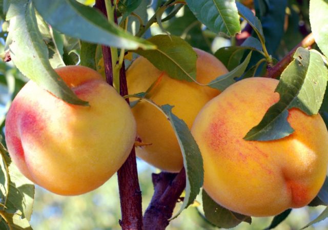 Late varieties of peach