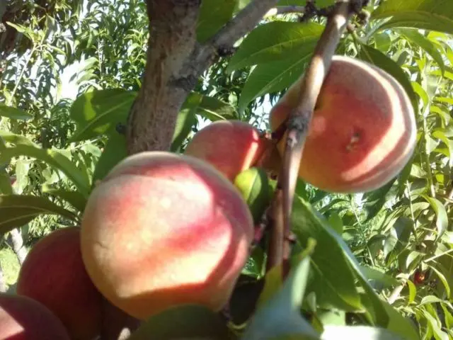 Late varieties of peach