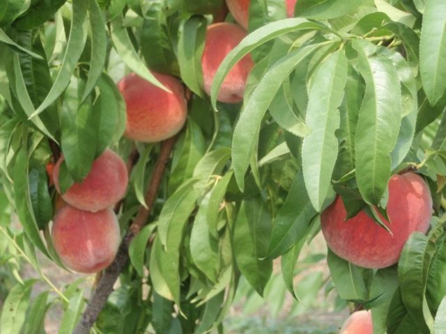 Late varieties of peach