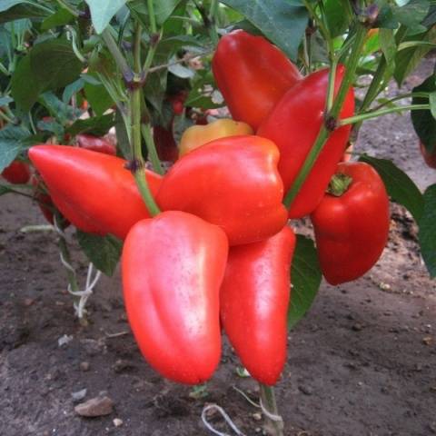 Late varieties of sweet pepper