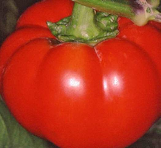 Late varieties of sweet pepper