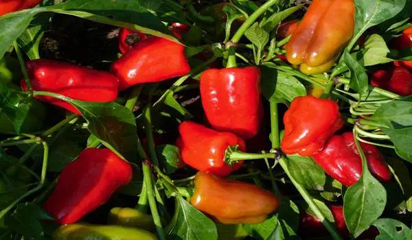 Late varieties of sweet pepper