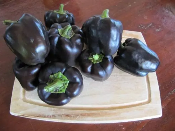 Late varieties of sweet pepper