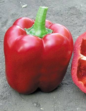 Late varieties of sweet pepper