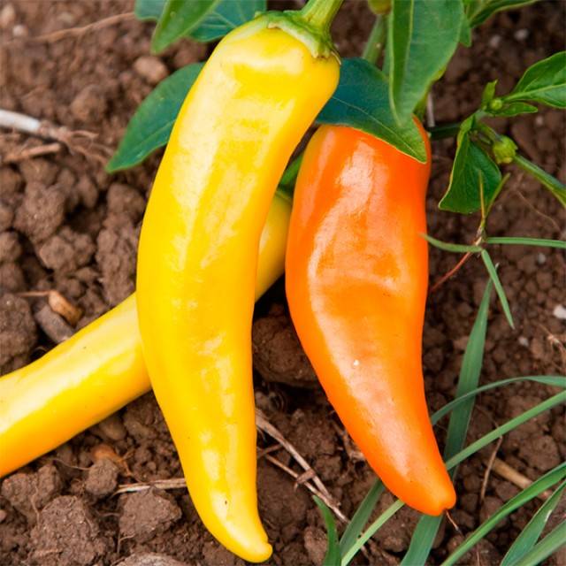 Late varieties of sweet pepper