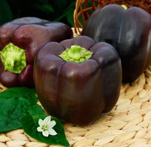 Late varieties of sweet pepper