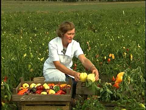 Late varieties of sweet pepper