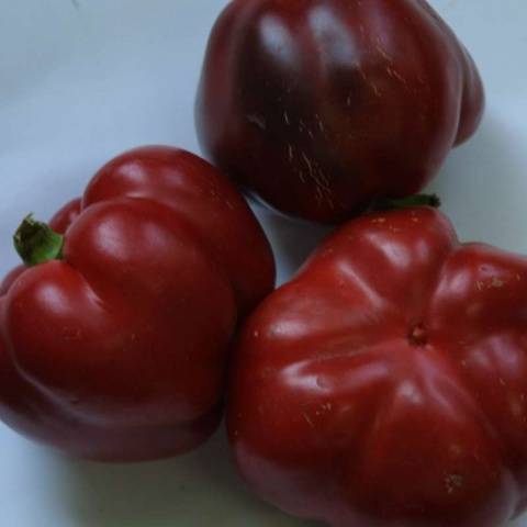 Late varieties of sweet pepper