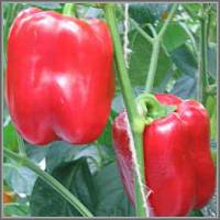 Late varieties of sweet pepper