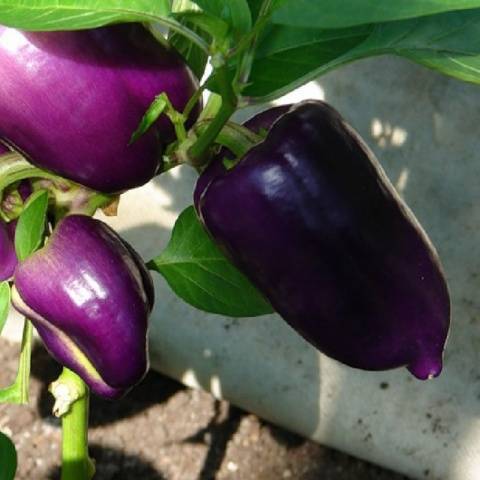 Late varieties of sweet pepper