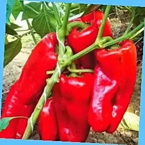 Late varieties of sweet pepper