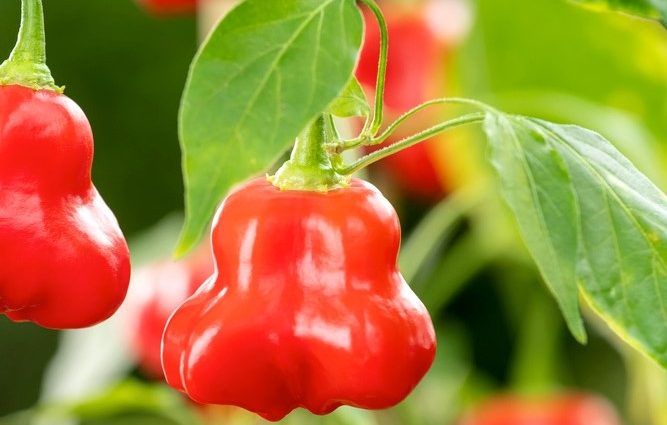 Late varieties of sweet pepper